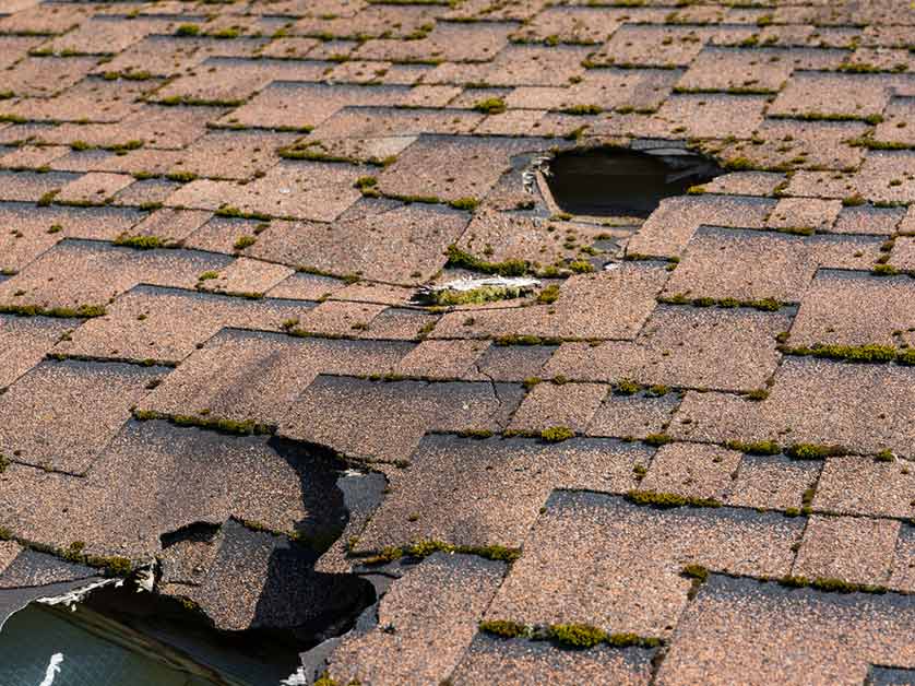 Dry Rot on Roofs