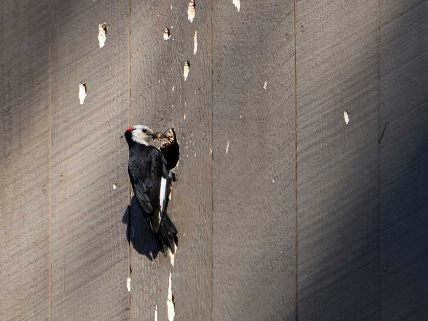 Reasons Woodpeckers Damage Siding (And What You Can Do About It)