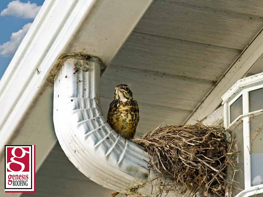 How Do You Discourage Birds From Nesting in Your Gutters?