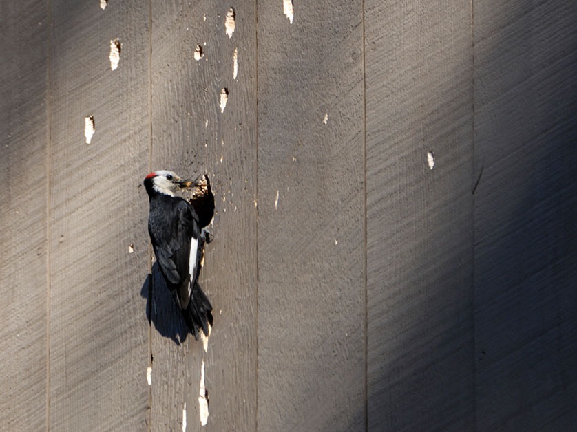 Reasons Woodpeckers Damage Siding (And What You Can Do About It)