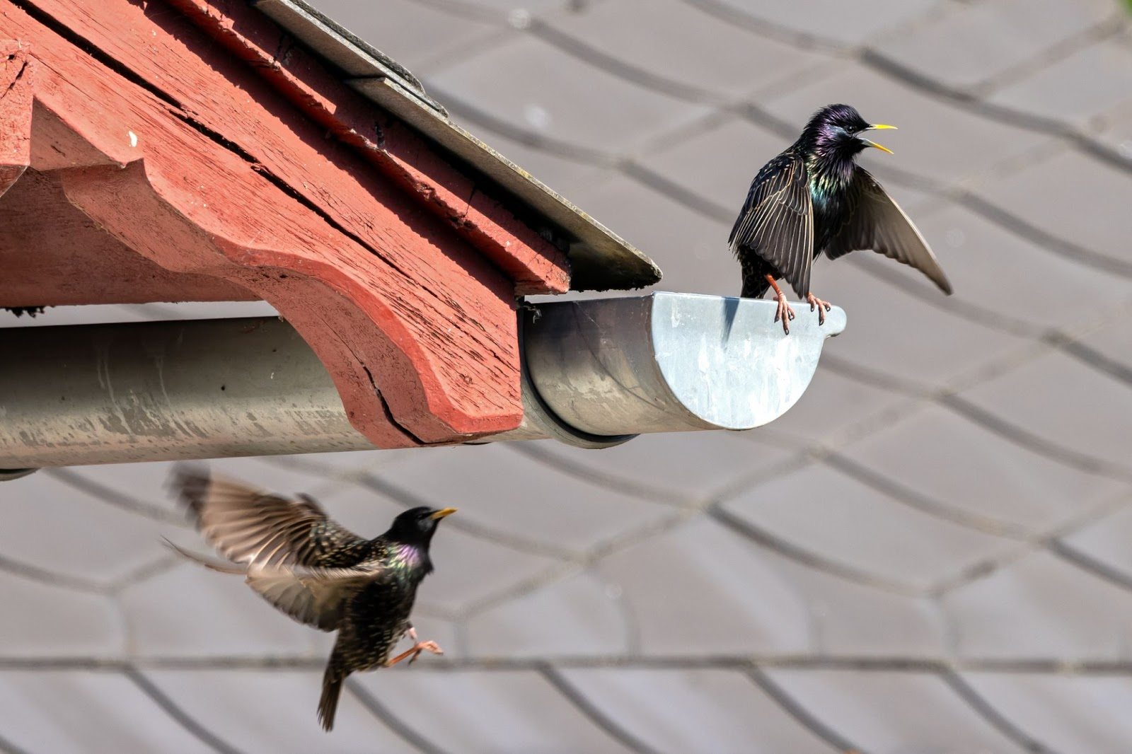 Animals That Like to Build Nests in Gutters
