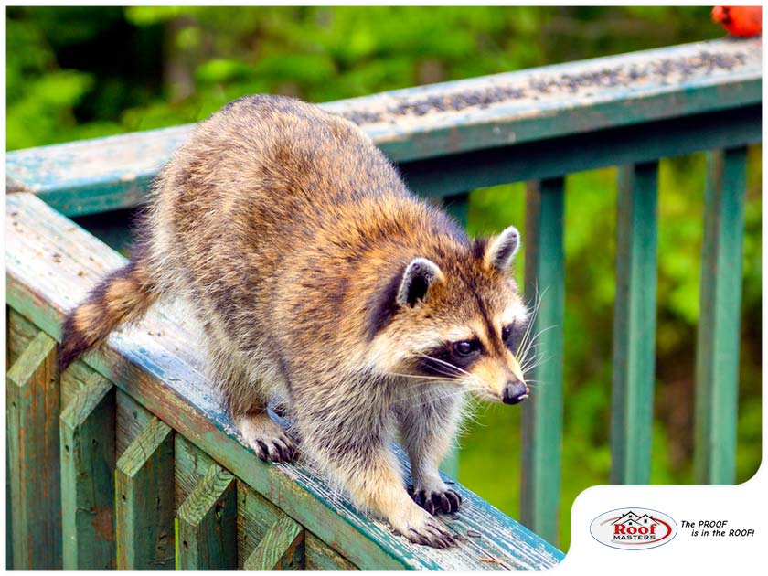 Keeping Raccoons Off of Your Downspouts