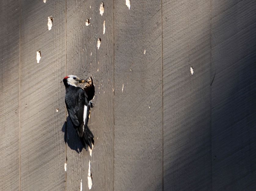 Reasons Woodpeckers Damage Siding (And What You Can Do About It)