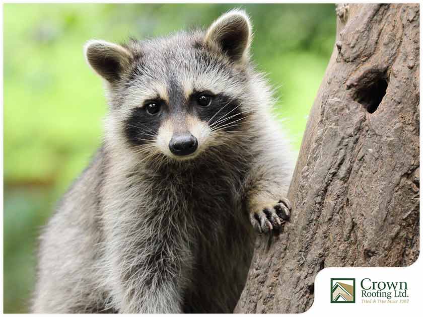 Stop Raccoons From Climbing Your Downspouts