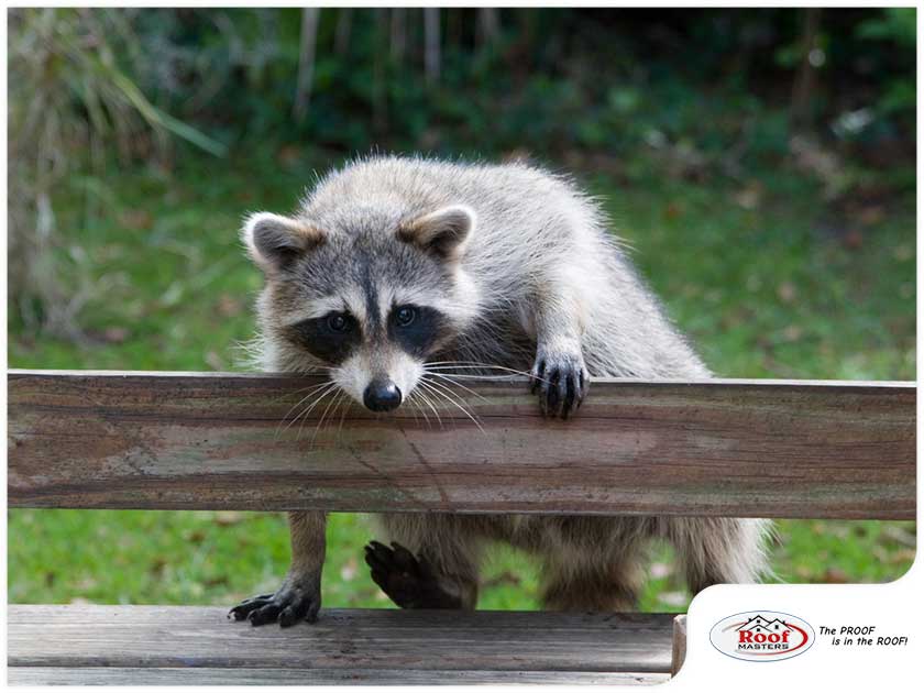 4 Ways to Keep Raccoons Off Your Downspouts